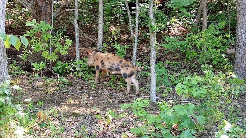 Free Range Pigs are happier