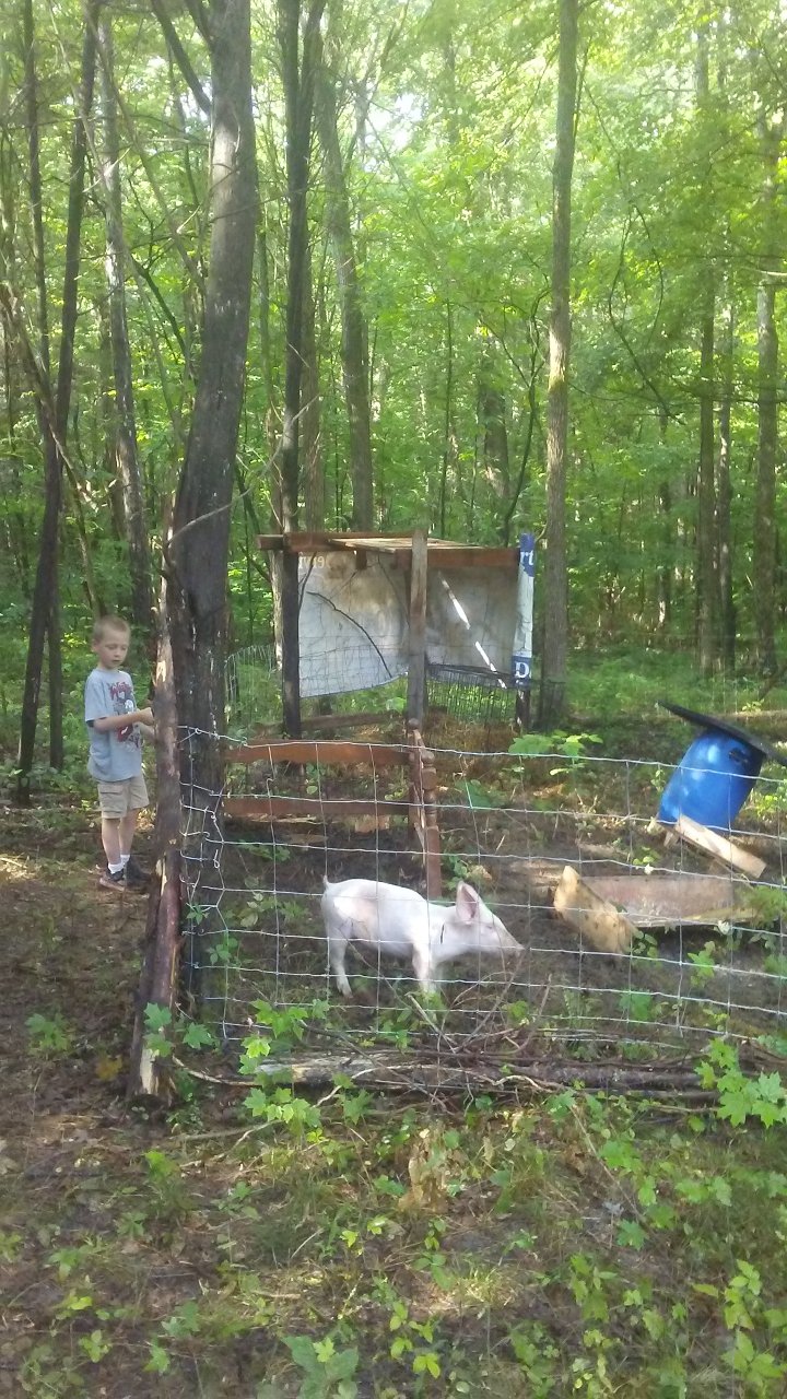 Valley Crick Farms Pigs