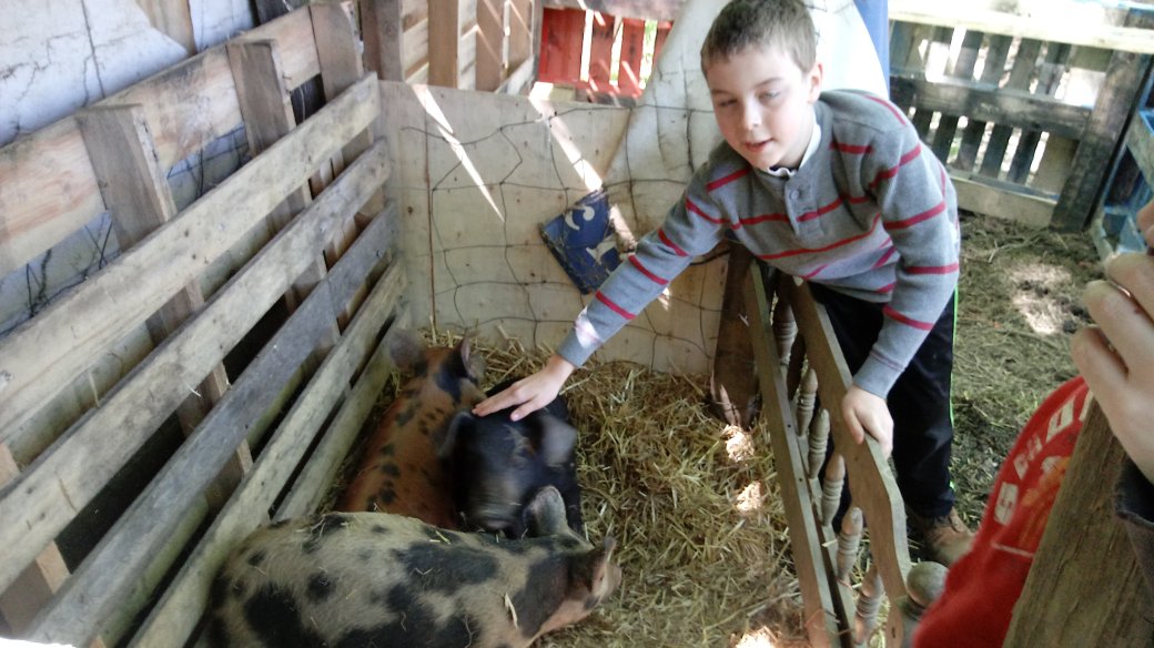 Valley Crick Farm Pigs