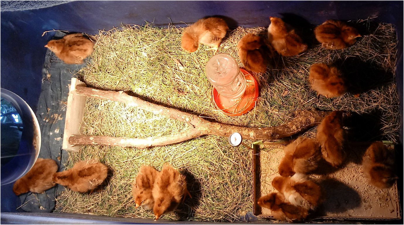 2 Day Old Rhode Island Red Chicks